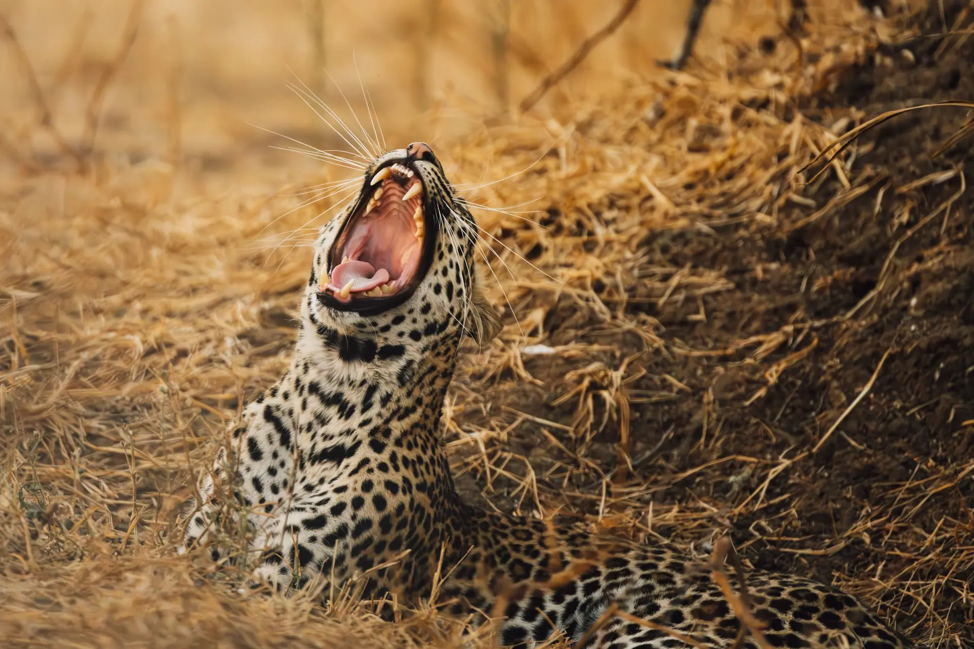 Comment obtenir une réduction sur un safari au Cameroun : stratégies intelligentes pour voyageurs soucieux de leur budget