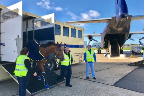 Live Animals for Passenger Handling Personnel