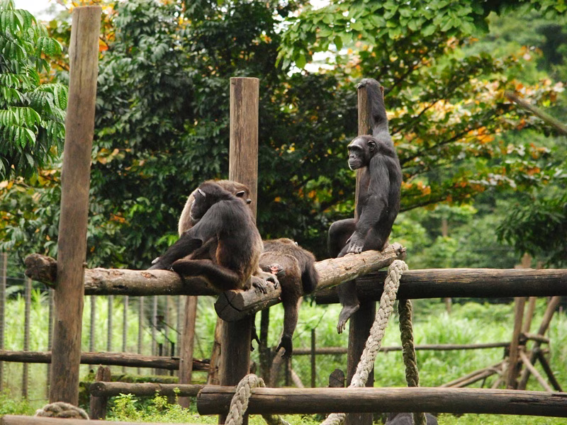 Limbe Wildlife Centre - Limbe, Cameroon