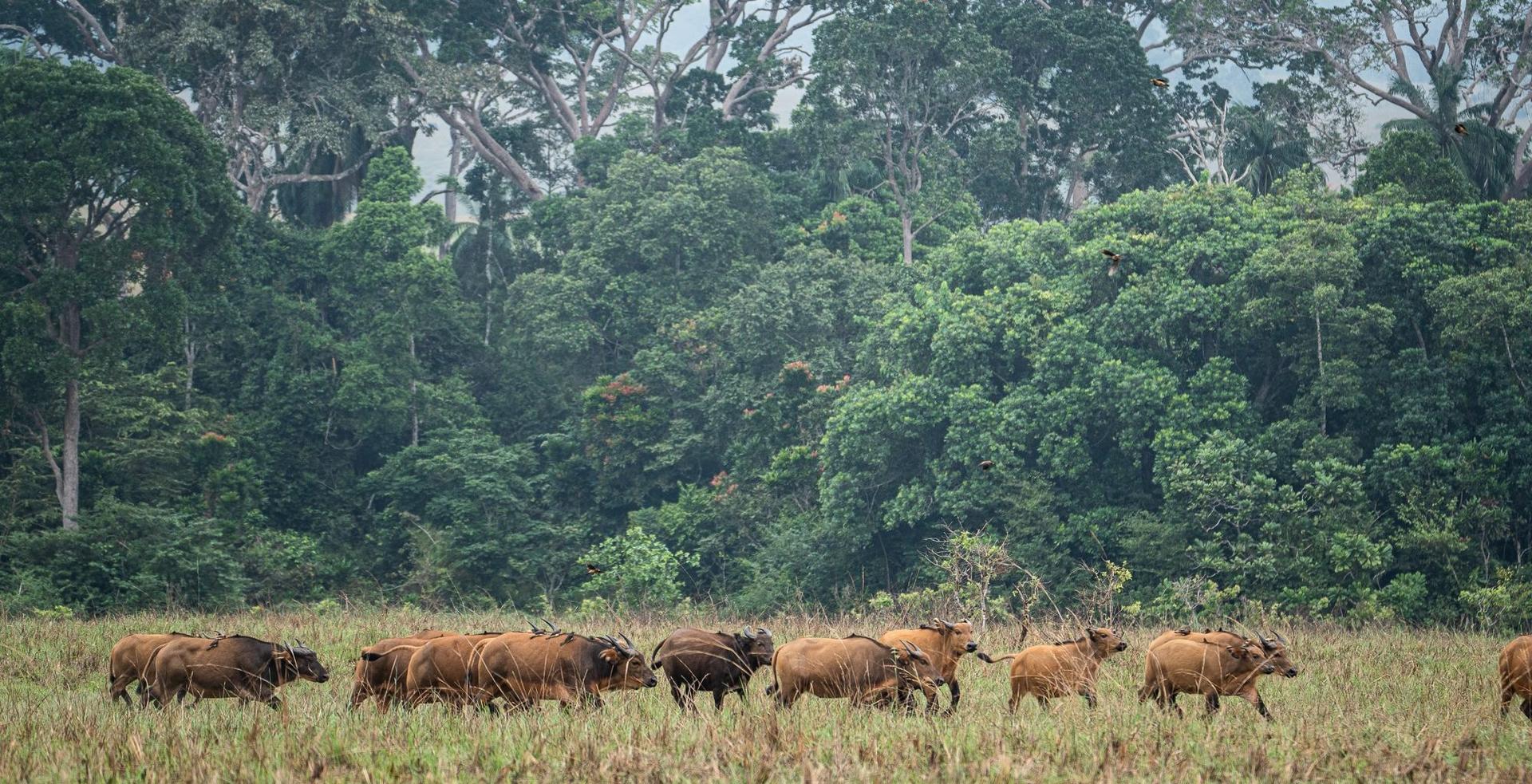 Lopé National Park - Central Gabon, Gabon