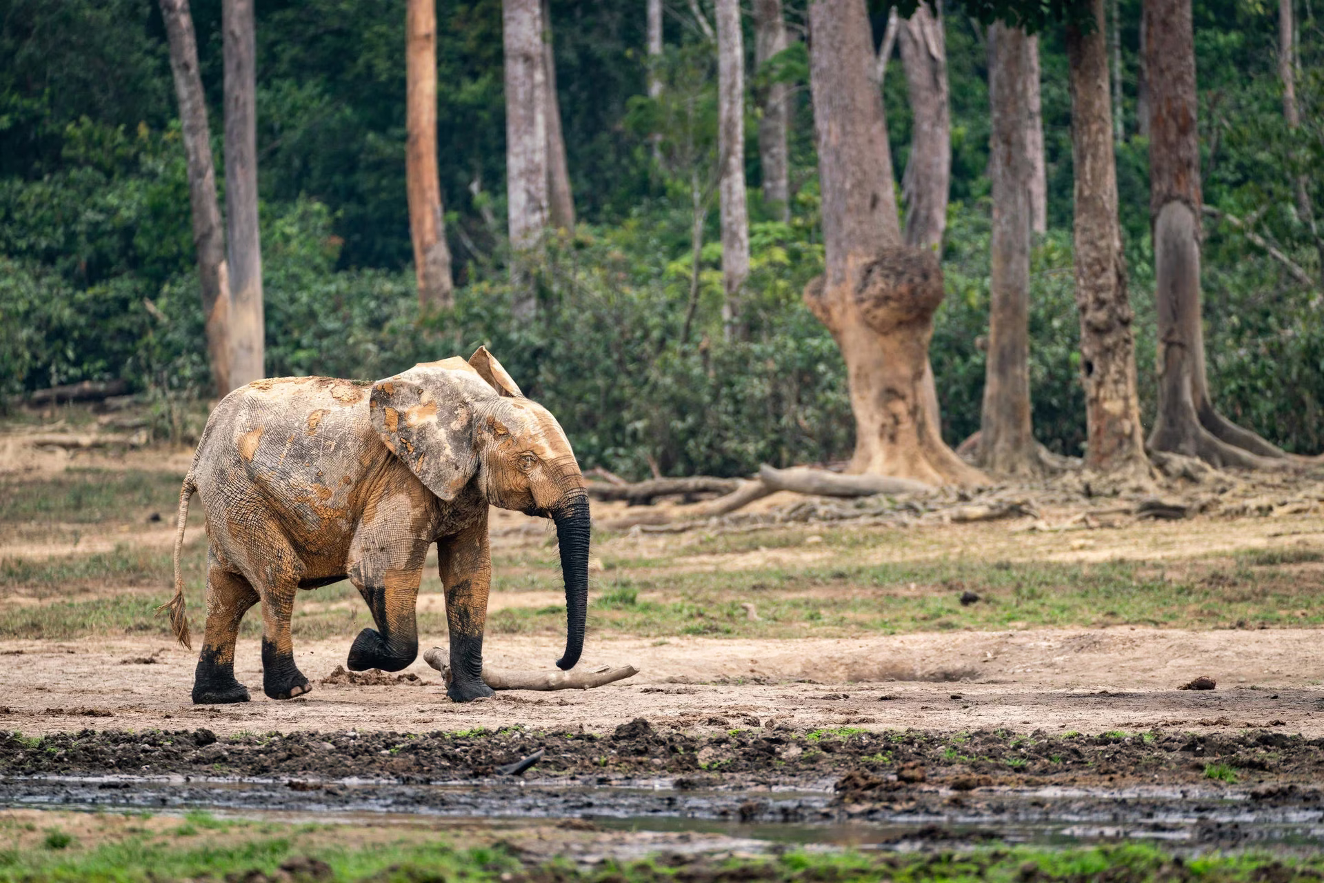 Dzanga-Sangha Wildlife Safari (7 Days)