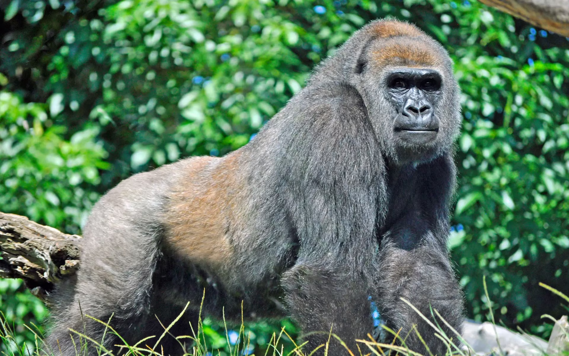 Cameroon Adventure And Reserve Discoveries