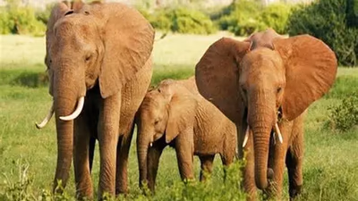 Parc National de Lobéké Express 11J/10N