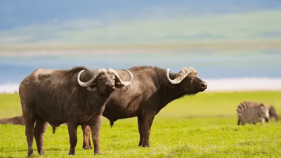 Lefini Faunal Reserve Wildlife (5 Days)