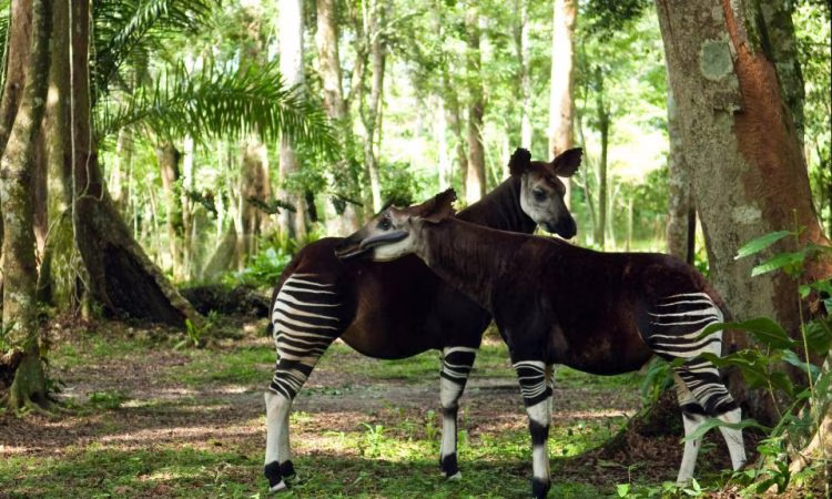 Okapi Wildlife Reserve Immersion (7 Days)