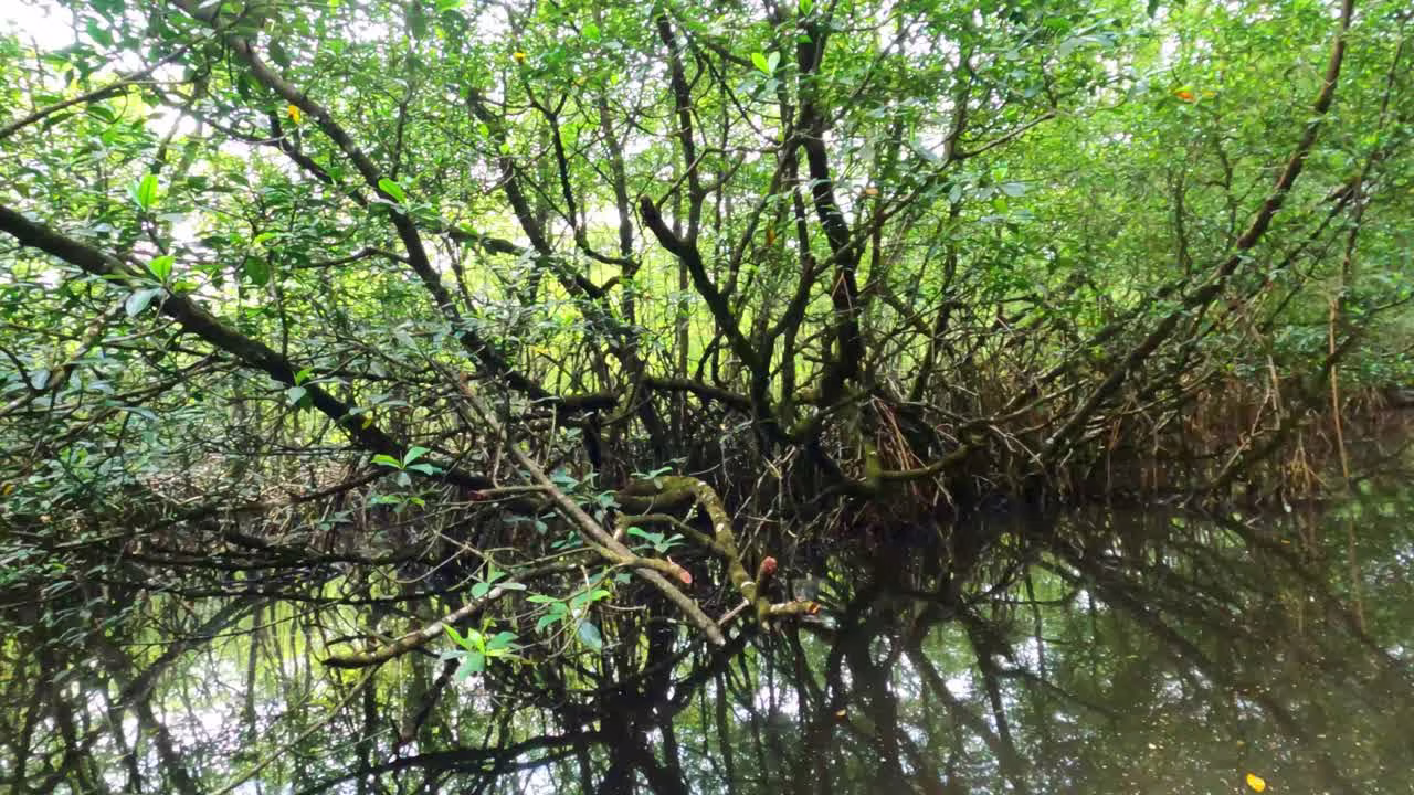 Malanza Mangrove Lagoon Adventure