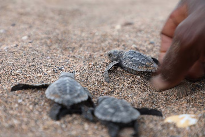 Conservation des Tortues à Praia Jalé